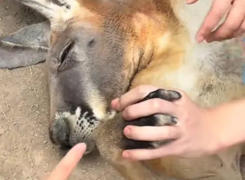 ▲有許多女粉絲前來找剛子，粉絲們不僅幫忙剛子按摩、餵食，甚至還會與牠十指緊扣（圖／大陸抖音@桑桑的日記）