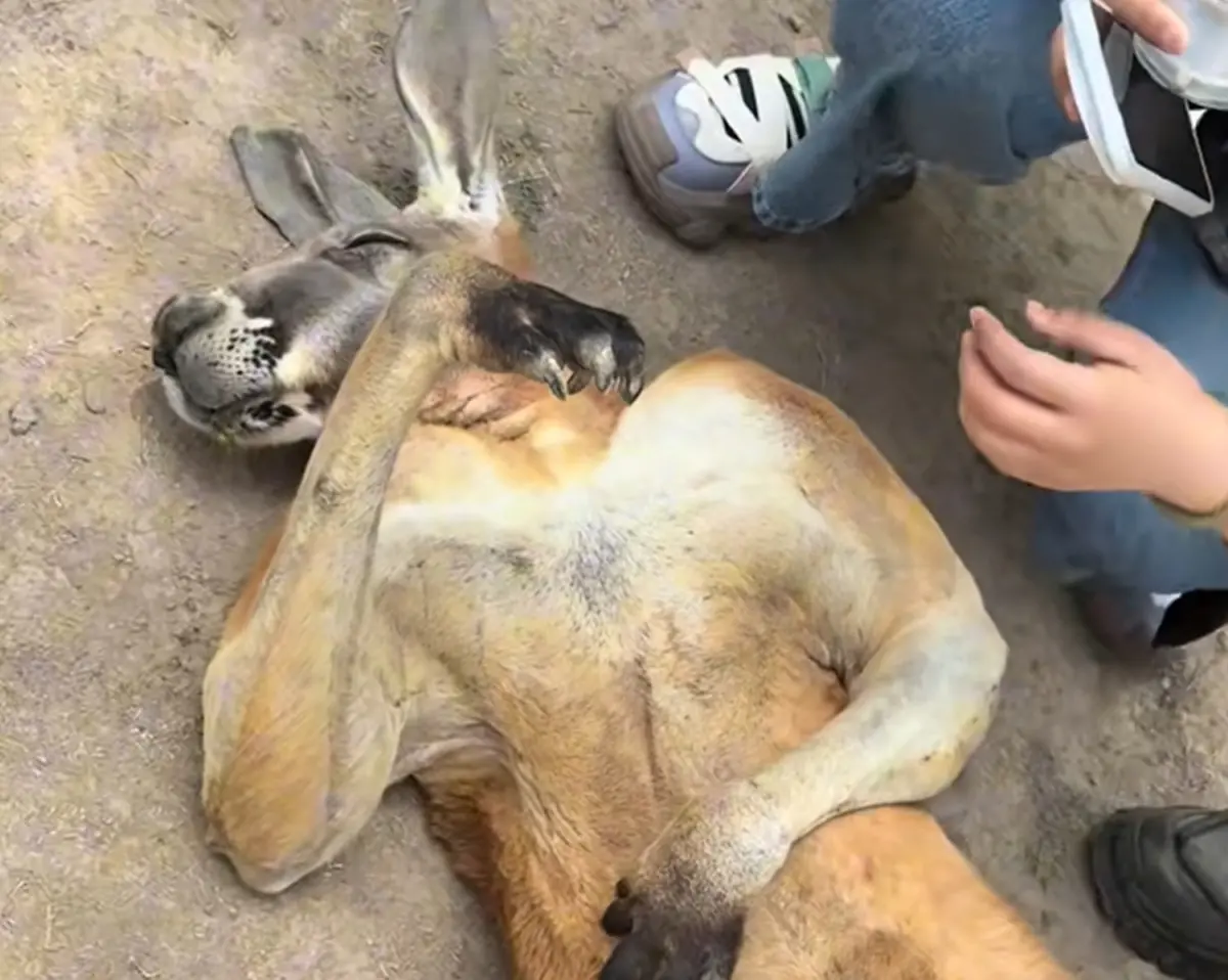 ▲上海動物園一隻袋鼠近日因「不上班賴床」爆紅，睡姿如同剛放假的社畜懶散，遊客怎麼摸都叫不醒，但也因這份慵懶成為園區新一代的動物明星。（圖／翻攝大陸抖音）