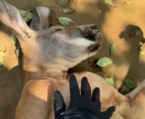 ▲（圖／翻攝微博）