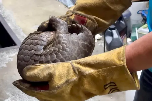 ▲枋寮警方與動保人員聯手救援，穿山甲順利從車底脫困。（圖／記者莊全成翻攝）