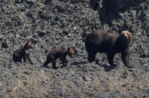 「日本熊出沒地圖」千萬人觀看！全境一片紅　僅剩2區域無熊害
