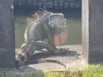 這不是AI生成畫面！台南民眾目擊巨大綠鬣蜥　宛如「哥吉拉」現身
