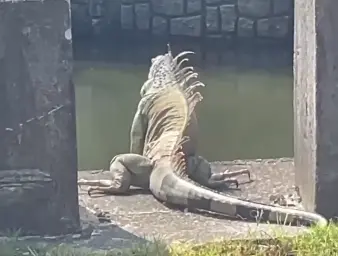 ▲ 台南南區出現巨大綠鬣蜥，民眾誤以為「哥吉拉」現身，大小就跟一旁石柱差不多大，畫面曝光掀起熱議。（圖／攝自threads smile_8810131）