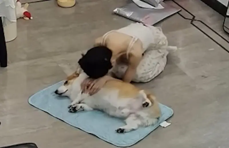 年老柯基「堅持等主人回家」才倒下！用盡力氣狂撒嬌　淚崩畫面曝