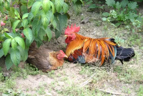 裝潢翻新！夫妻驚見「20隻雞屍」塞牆裡　疑吸入怪物質：高燒病倒
