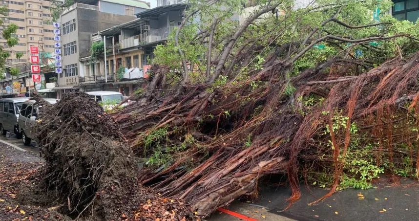 ▲北市大同區昌吉路20日上午路樹遭強風暴雨吹倒，砸壞路邊一輛汽車，所幸無人傷亡。（圖／翻攝畫面）