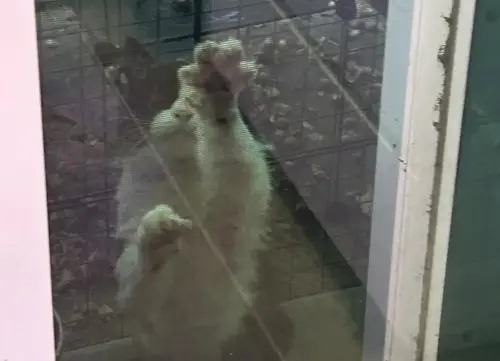 陌生貓咪「堅持待門口」不走！她收養一翻舊片淚崩：牠找我2年了
