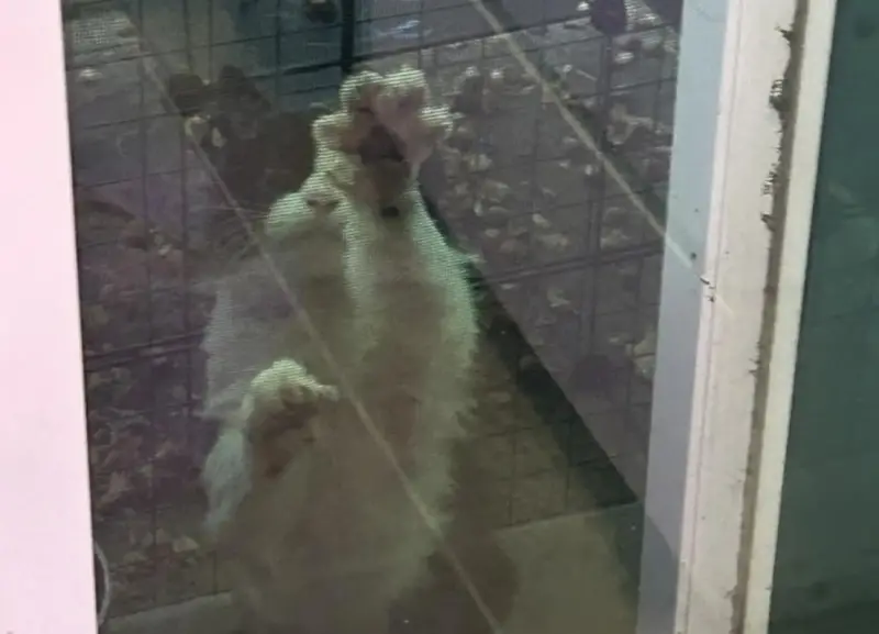 陌生貓咪「堅持待門口」不走！她收養一翻舊片淚崩：牠找我2年了