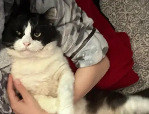 ▲（圖／翻攝The Dodo）