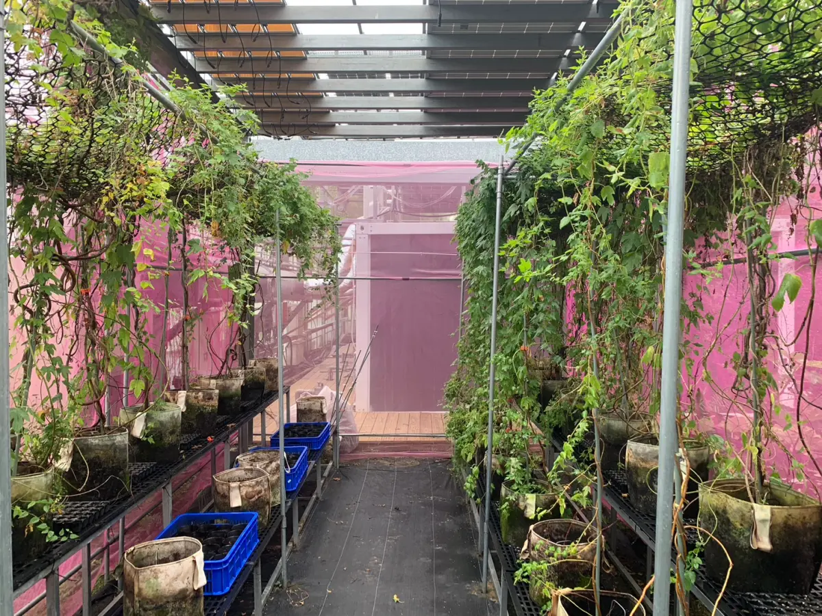 ▲鈣鈦礦與矽晶太陽能板併行使用下啤酒花的作物生長情況。（圖／社團法人台灣淨零碳排智慧農業協會提供）