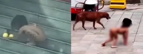 中國驚現野人小孩赤裸狗爬！傳父母「暗網牟利」畫面震驚全網
