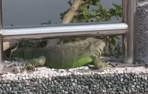 台中多區出現綠鬣蜥！力阻跨越烏溪　市府委託調查移除
