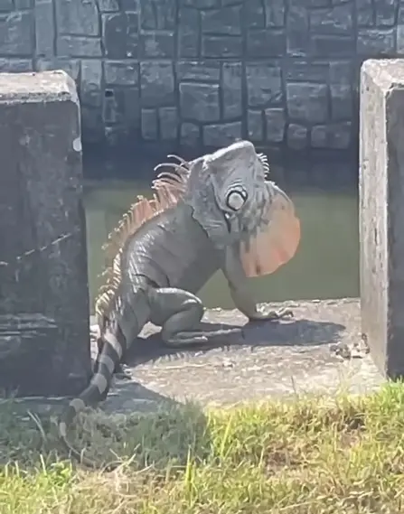 ▲台南的「哥吉拉綠鬣蜥」擺動巨大的喉垂，引起民眾恐慌。。（圖／翻攝網路，2025.10.20）