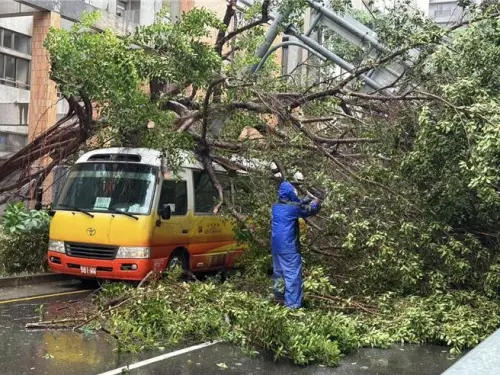 風強樹倒！新竹路樹遭連根拔起壓中小巴　橫躺路中央釀交通中斷
