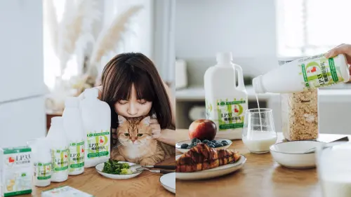 ▲LP33機能優酪乳，內含LP33益生菌（副乾酪乳酸桿菌，Lactobacillus paracasei）， 經動物實驗結果，可促進第一型T輔助細胞活性，維持體內TH1和TH2細胞在平衡狀態，適合過敏族群日常補充。（圖／品牌提供）