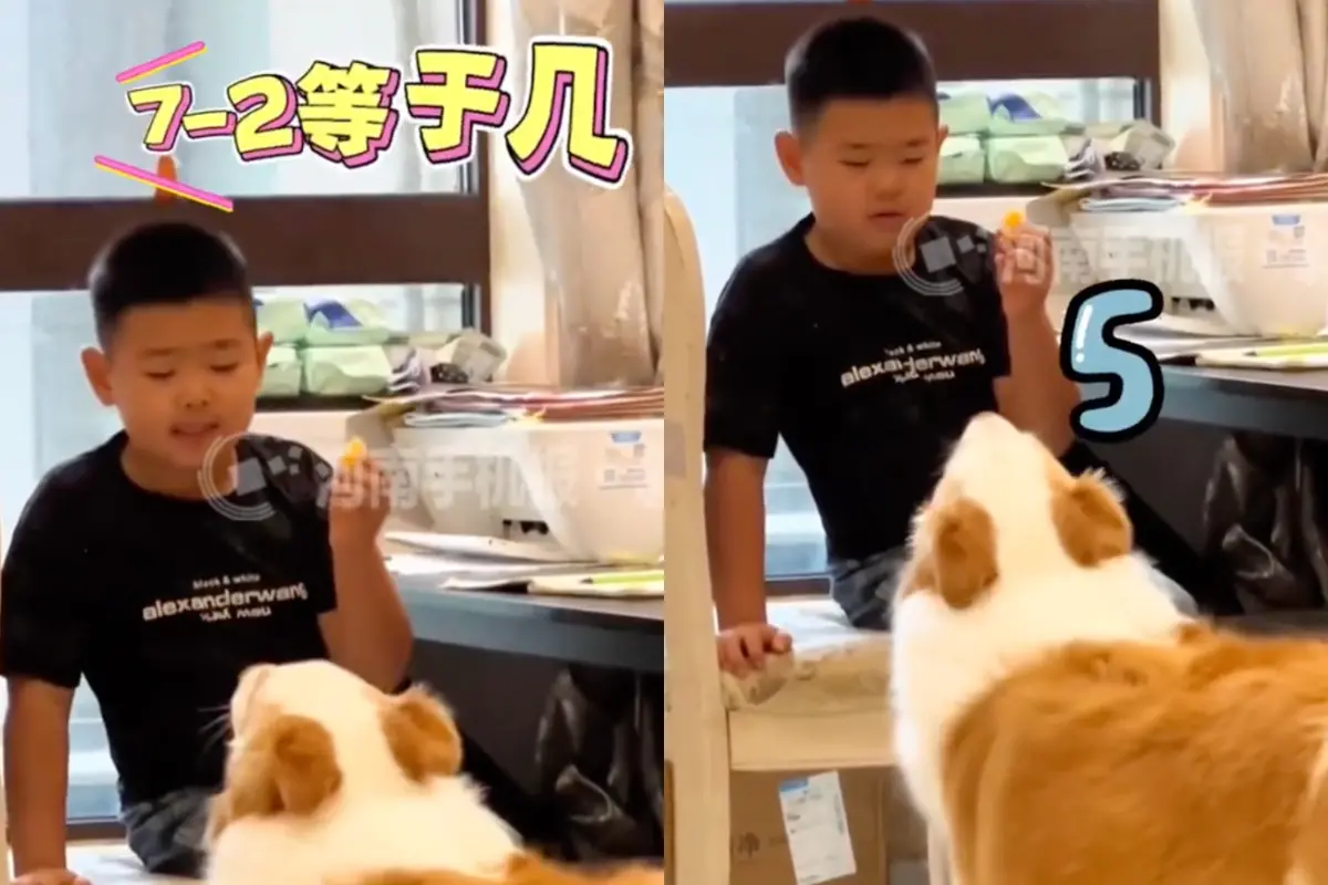 ▲中國河南一隻名叫「十一」的邊境牧羊犬，竟能聽懂並正確回答數學題，因此在網路上爆紅。（圖／翻攝自微博）