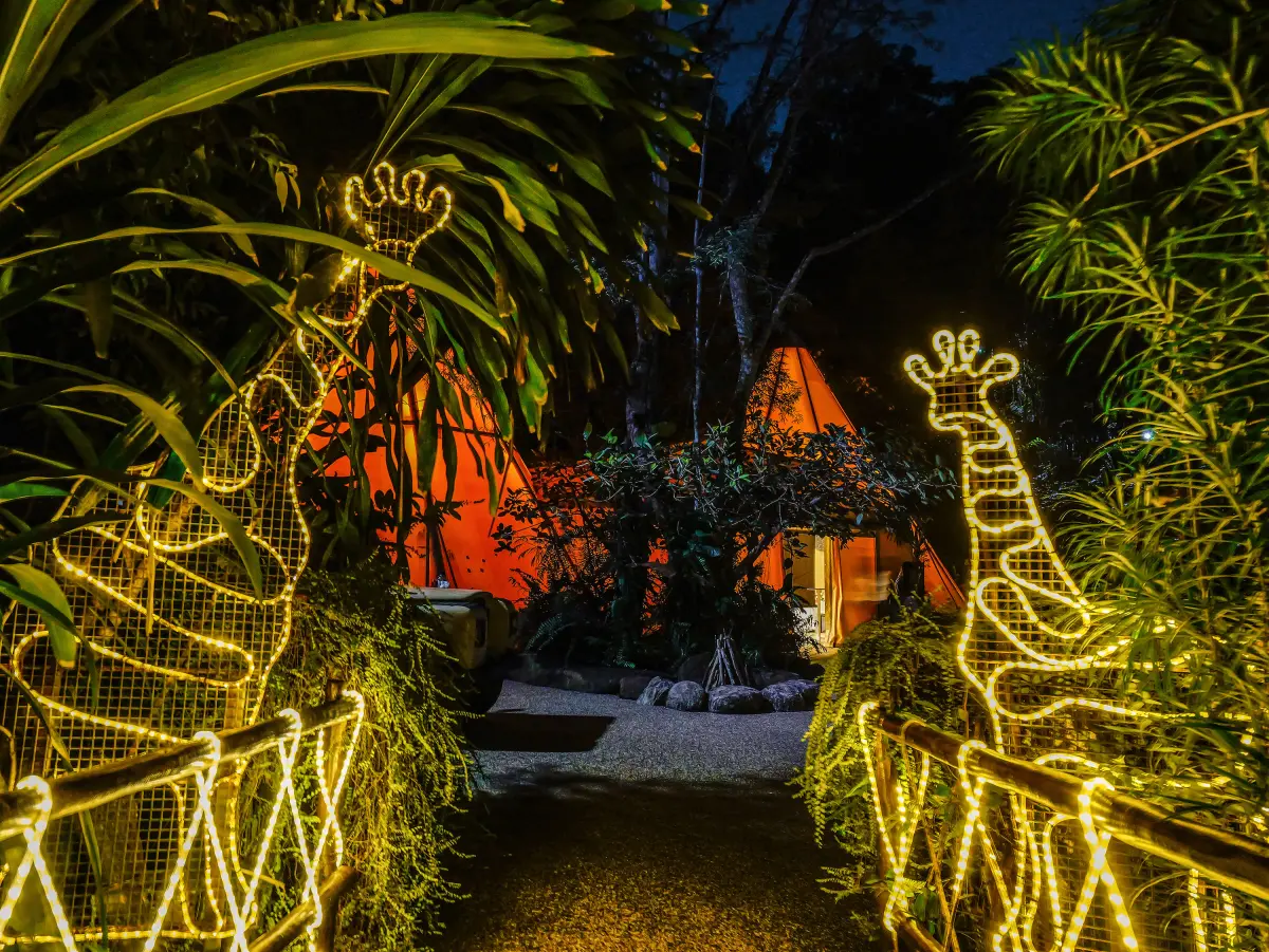 ▲可樂旅遊針對明年春節連假推出限定團體行程，特別於夜間野生動物園安排帳篷星光野宴包場派對，有機會與夜行動物近距離接觸。（圖／「帶著心去旅行」授權提供）