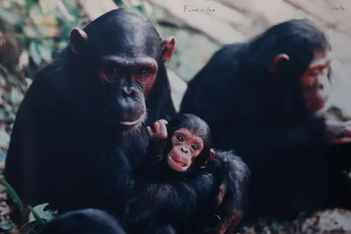 科博館「珍與科博」特展 回顧與珍古德跨時代情緣
