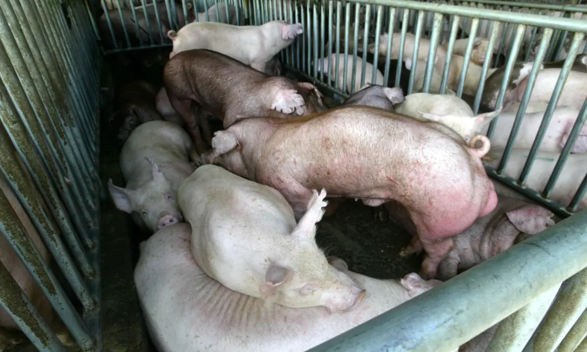 非洲豬瘟在台中？農業局低調不證實：該做的都已經做了