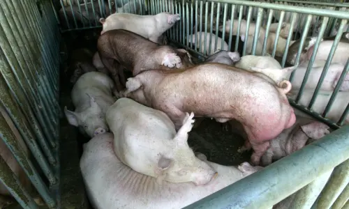 ▲台中市並非養豬大縣，傳出「重大動物傳染病」令業界相當驚訝。（資料畫面／記者顏幸如攝）