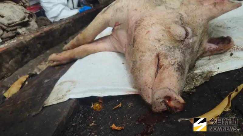 ▲發病死亡豬隻。（圖／農業部提供）