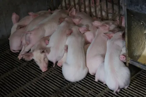 ▲屬豬的人性格溫和，正財、偏財不斷來。（示意圖／photoAC）