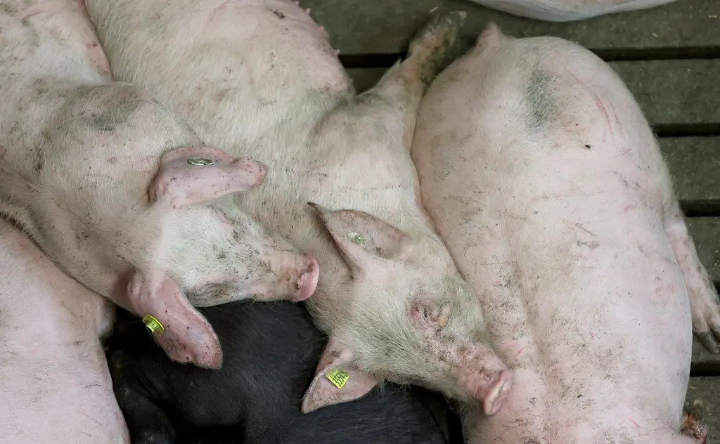 ▲豬、豬瘟、養豬、養豬場、非洲豬瘟。示意圖。資料照。（圖／美聯社／達志影像）