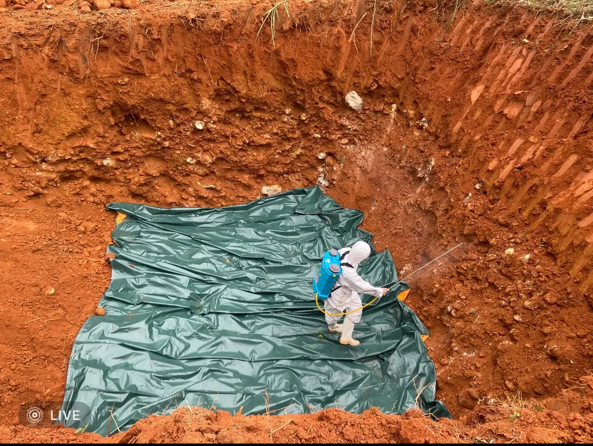 ▲中市府第一時間啟動防疫機制-連夜緊急動員相關人力進行預防性撲殺195頭(圖／農業局提供2025.10.22)