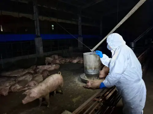 非洲豬瘟入侵台灣？7年防守恐破功！藍委呼籲：全面禁用廚餘養豬
