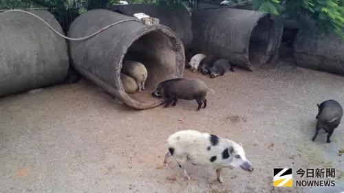 廚餘惹禍？非洲豬瘟侵台「早晚的事」　名醫示警：這1病恐再起
