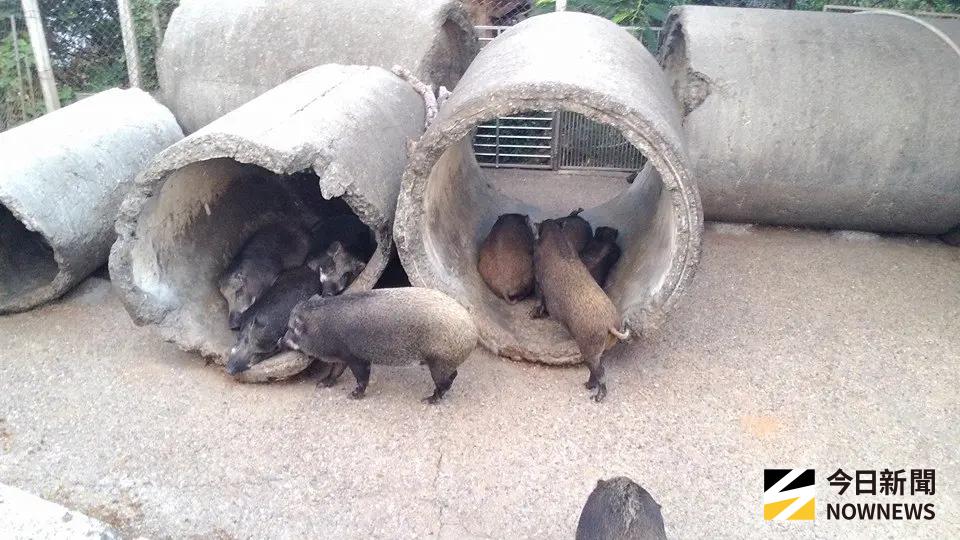 ▲台中梧棲一處養豬場爆出非洲豬瘟案例，這讓台灣嚴守多年的邊境破防。（示意圖／NOWNEWS資料照）