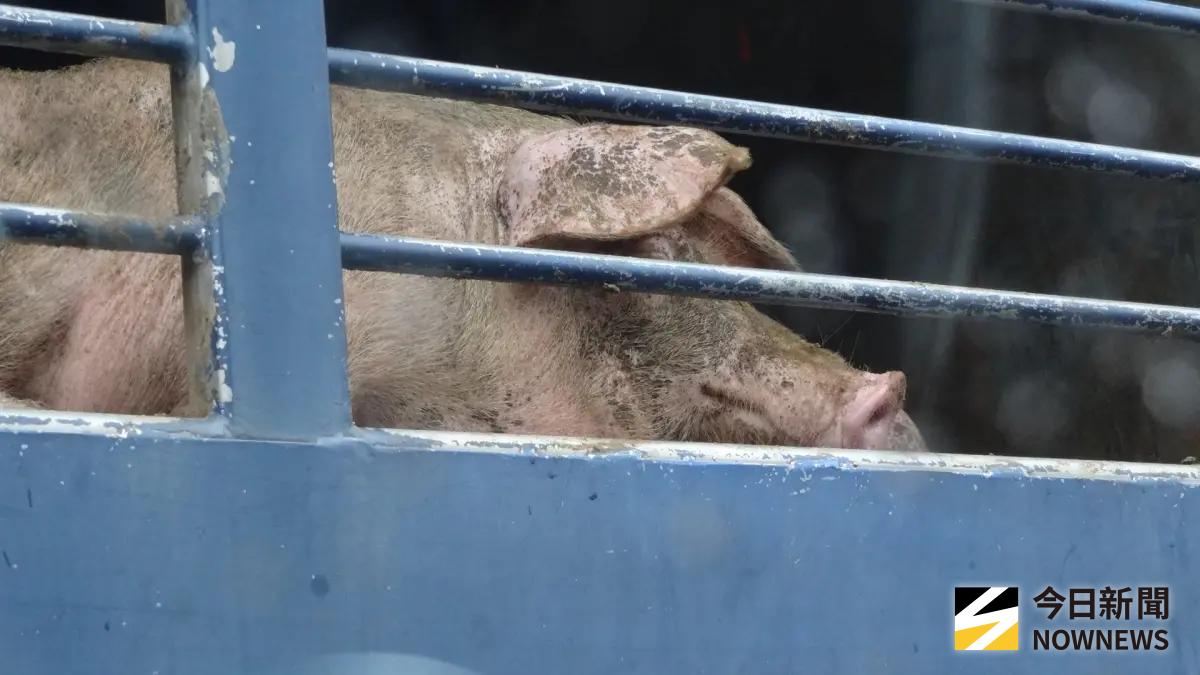 防堵非洲豬瘟！高雄4家合格「廚餘養豬場」 已全面改用飼料餵飼