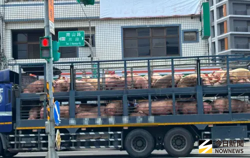 沒想過害台灣產業！疑非洲豬瘟豬農兒喊冤：絕非不良業者
