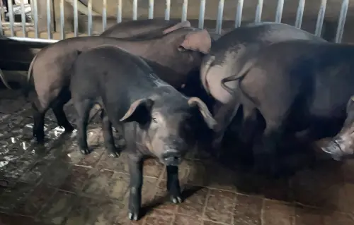 飼料與雞蛋股狂噴！非洲豬瘟禁廚餘＋日本禽流感撲殺46萬雞齊爆發
