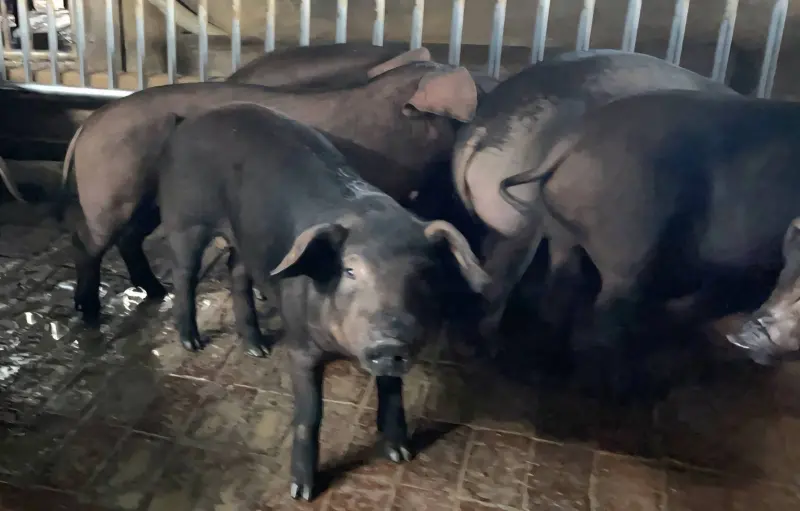 ▲非洲豬瘟侵台，新竹市動保所立即稽查，進行養豬場所消毒作業。（圖／新竹市府提供）