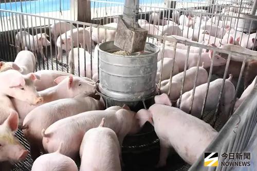台中非洲豬瘟「廚餘惹的禍」？他扯出這幾縣市：都允許再利用
