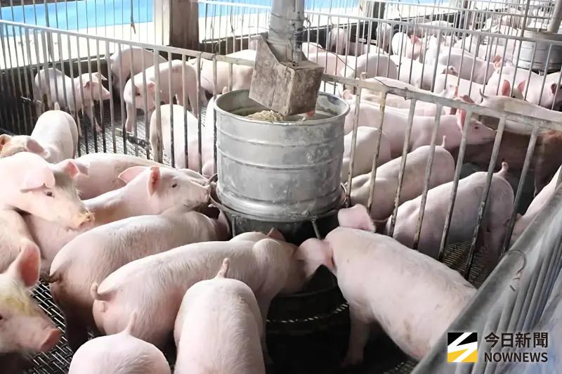 ▲台中梧棲爆出全國首例非洲豬瘟案例，中央宣布全國「禁宰、禁運」措施再延長15天，全台養豬業陷入嚴峻考驗。（示意圖／記者莊全成攝）