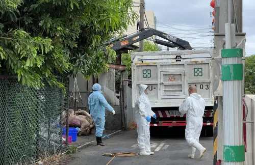 沒病死也被殺光！非洲豬瘟慘賠200多萬　老豬農：以後不養了
