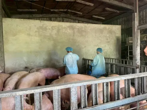 台中淪陷非洲豬瘟！馬祖「豬豬健康」勿慌　連江縣府啟動應變措施
