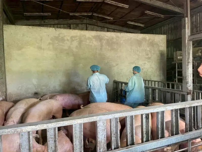 ▲台中梧棲一處養豬場爆出非洲豬瘟，連江縣府發聲指出，馬祖地區豬隻都健康正常，呼籲民眾勿恐慌。（圖／連江縣政府提供）