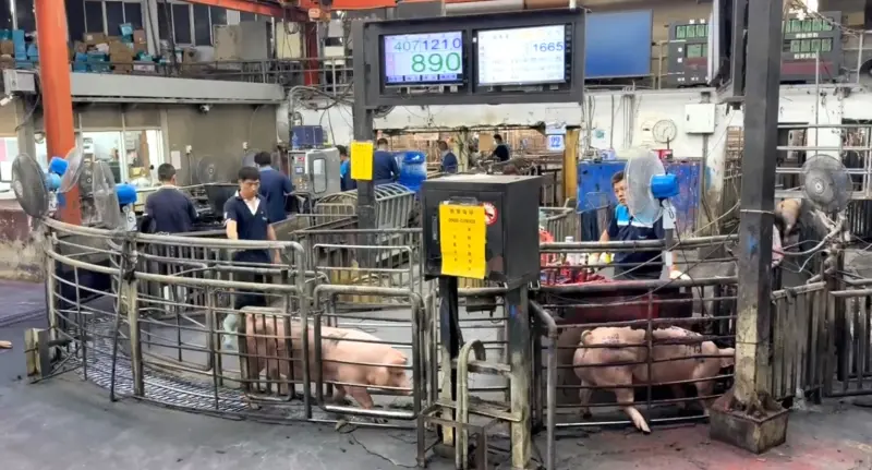 ▲雲林肉品市場今日豬隻交易價格一度探底，場方緊急協調後恢復一般行情。（圖／雲林肉品市場提供，2025.10.22）