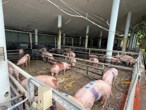 非洲豬瘟延燒！全台日產2115噸廚餘「豬飼料占一半」　他籲做這事
