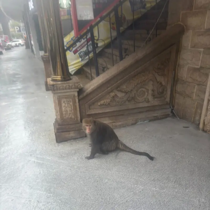 ▲ 內湖東湖一隻全身濕透的小猴子跑到哈啦影城門口躲雨，模樣逗趣。（圖／翻攝哈拉影城Facebook）