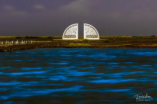 台南藍眼淚爆發！「藍光灑滿鹽田」夢幻奇景曝光　吸萬人朝聖擠爆
