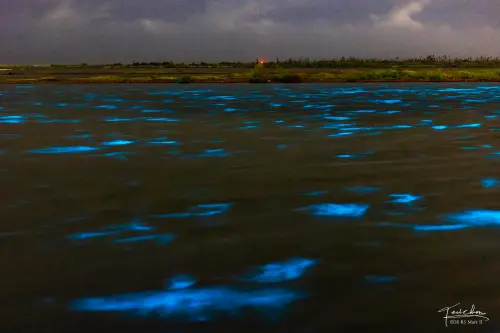 ▲台南藍眼淚（圖／Threads@tarotaro419授權提供）