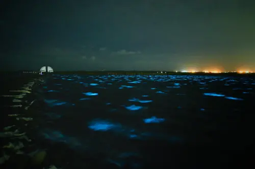 ▲台南藍眼淚（圖／Threads@tarotaro419授權提供）