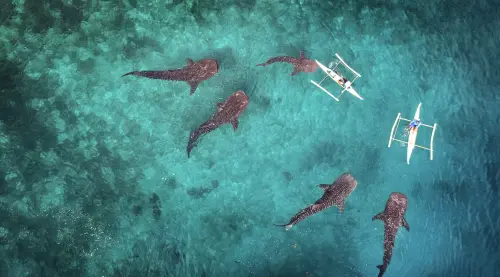 ▲在宿霧潛水可與鯨鯊共游。（圖／菲律賓觀光局提供）