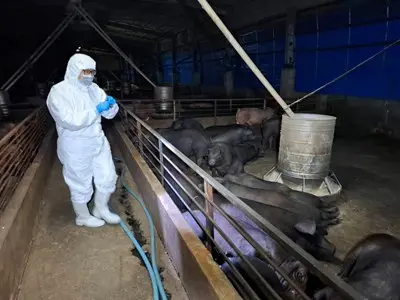 快訊／全國「禁運禁宰」5天！非洲豬瘟警戒　這三縣市列特別警戒