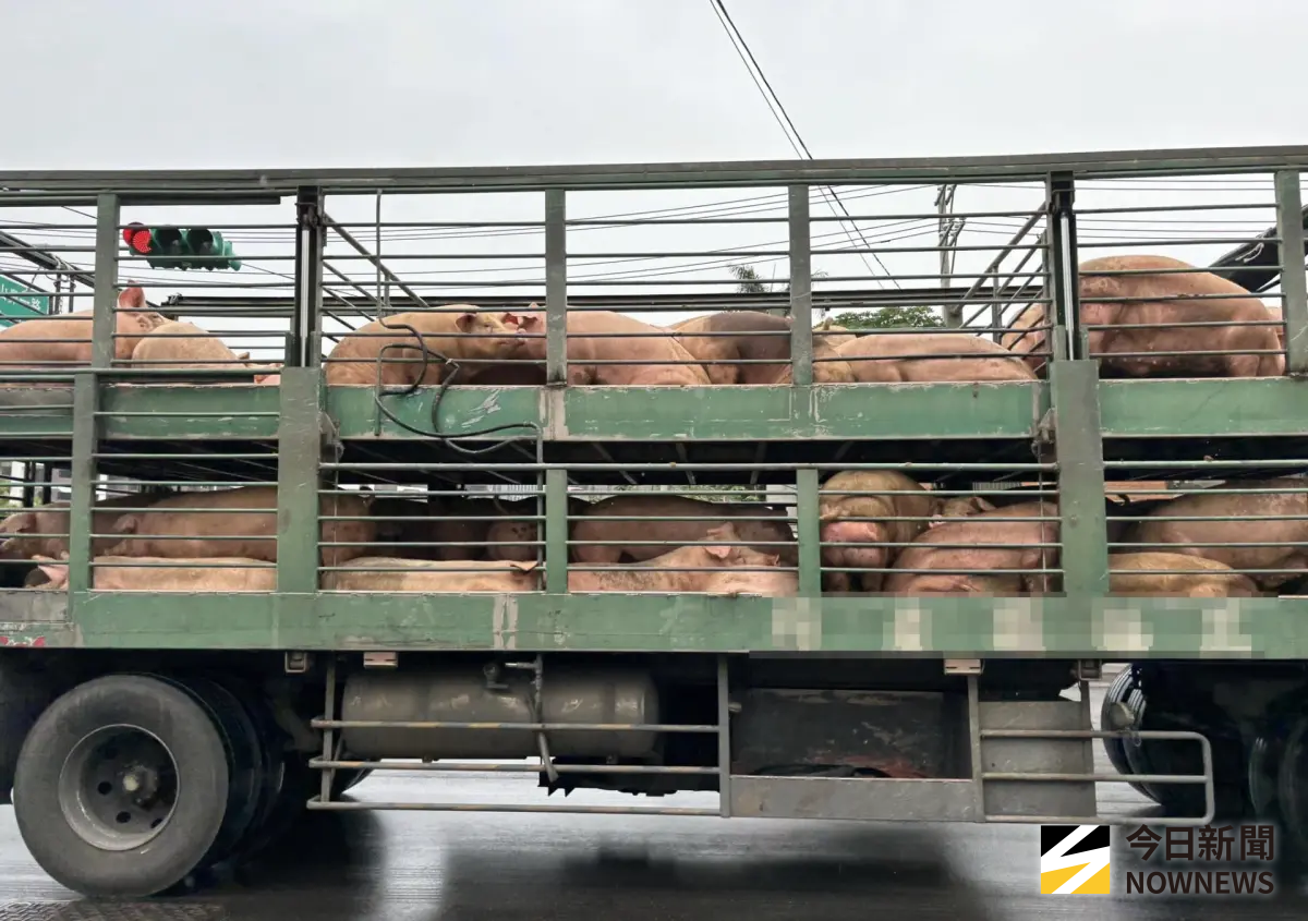 ▲非洲豬瘟入侵，農業部下令全國「禁運禁宰」5天。（圖／MOWNEWS資料照）