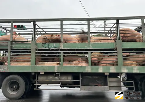 非洲豬瘟沒有疫苗！是「沒有解藥的豬隻流感」：冷凍能存活1000天
